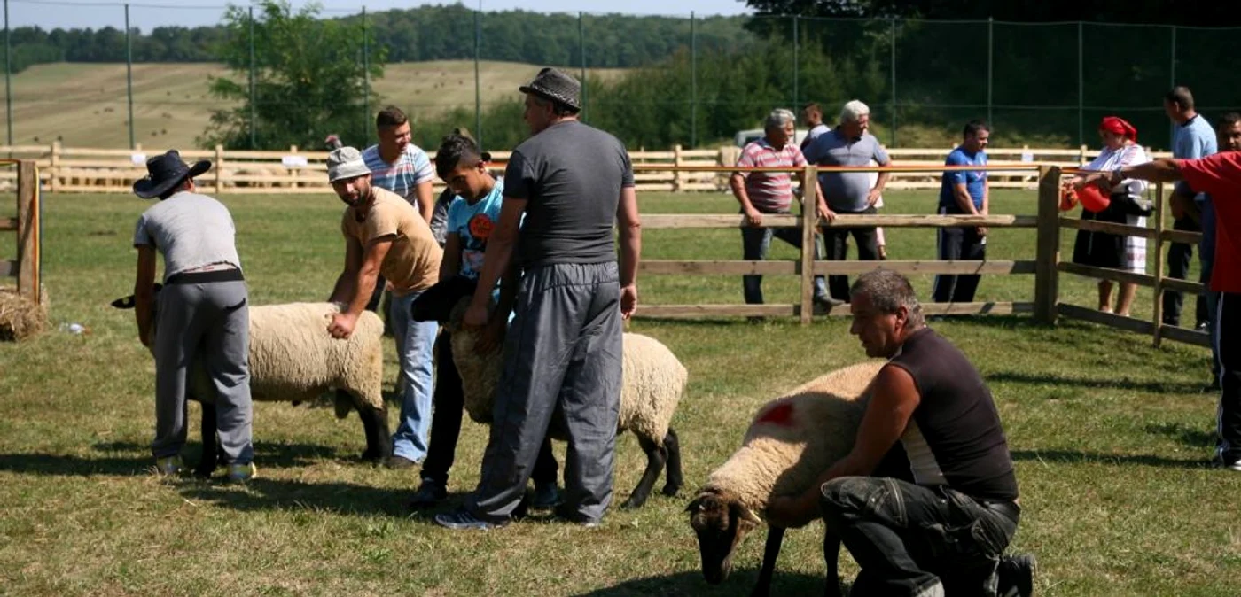 Peste 700 de oi au fost expuse lângă Şimleu FOTO Andreea Vilcovschi