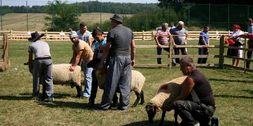 expozitie de oi langa simleu