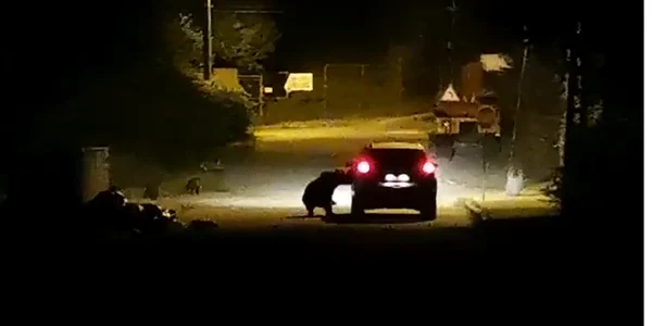 o ursoaica filmata cand ataca o masina la Busteni