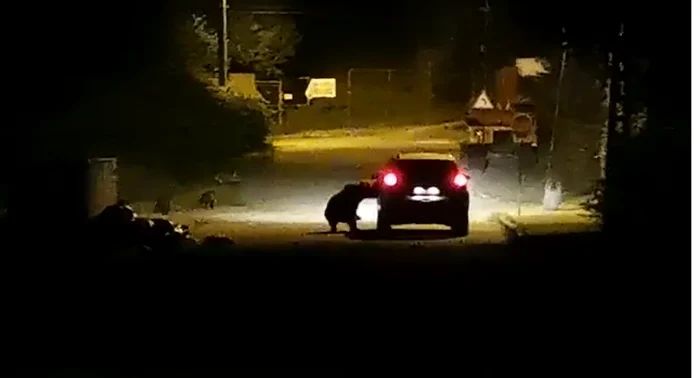 Ursoaica a sărit pe maşină în dreptul şoferului FOTO Captură VIDEO