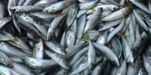 Douăzeci de kilograme pește au fost retrase de pe piață 