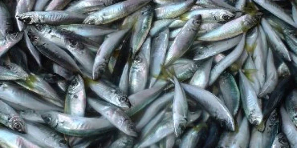Douăzeci de kilograme pește au fost retrase de pe piață 