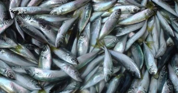 Douăzeci de kilograme pește au fost retrase de pe piață