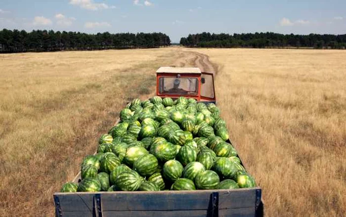 Hagi Stoican, la fel ca mulţi localnici din satul Ocolna (judeţul Dolj) îşi câştigă traiul din cultivarea de pepeni Foto George Popescu