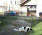 manastire zoo bistrita 10