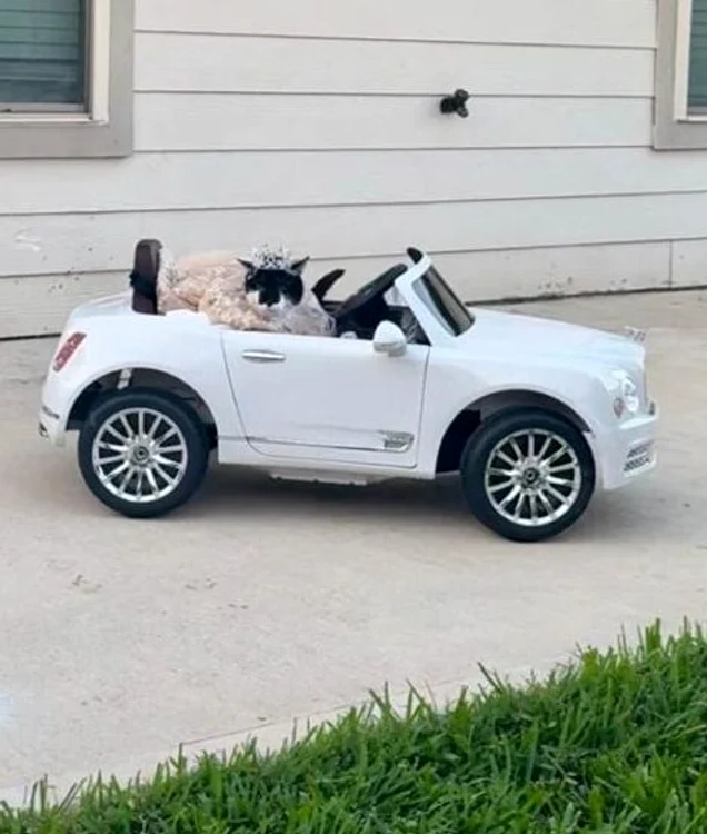 Pisica a venit la petrecere într-un Bentley de jucărie