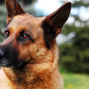 Ciobănesc german, Pixabay jpg jpeg