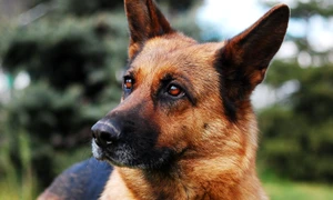 Ciobănesc german, Pixabay jpg jpeg