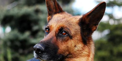 Ciobănesc german, Pixabay jpg jpeg