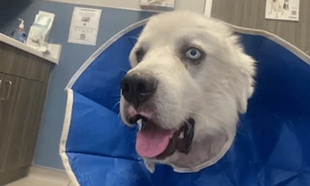 Cățelul Casper, erou în SUA după ce a ucis opt coioți care au prădat turma proprietarului său