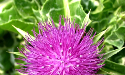 1 schinelul jpg jpeg