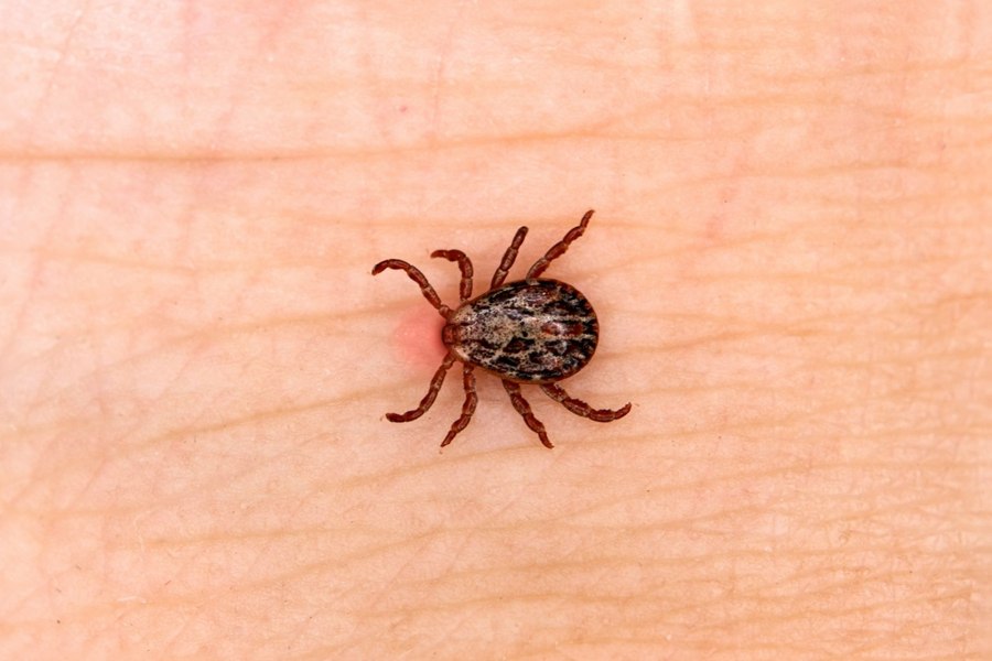 Ce alte boli pot transmite căpușele în afară de Lyme