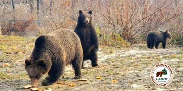ursi libearty webp