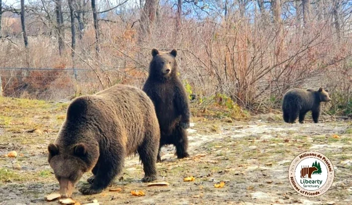 Urși în Sanctuarul Libearty Zărnești FOTO Asociația Milioane de Prieteni