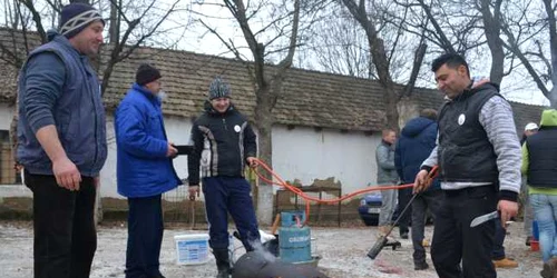 concurs de taiat porcul la nusfalau