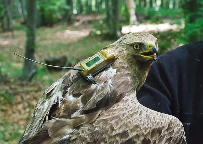 Lisa a murit  în 2011