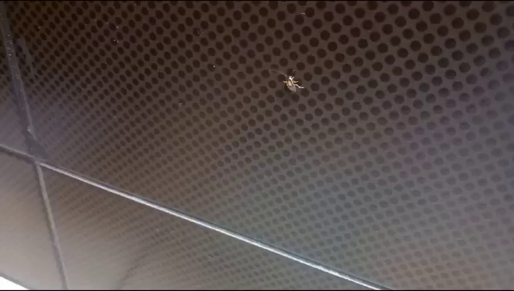 Gândaci vii într-un restaurant de la un mall din Galați. Unitatea a fost închisă de Protecția Consumatorului 