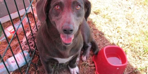 Câinii care nu sunt de rasă trebuie să fie sterilizați