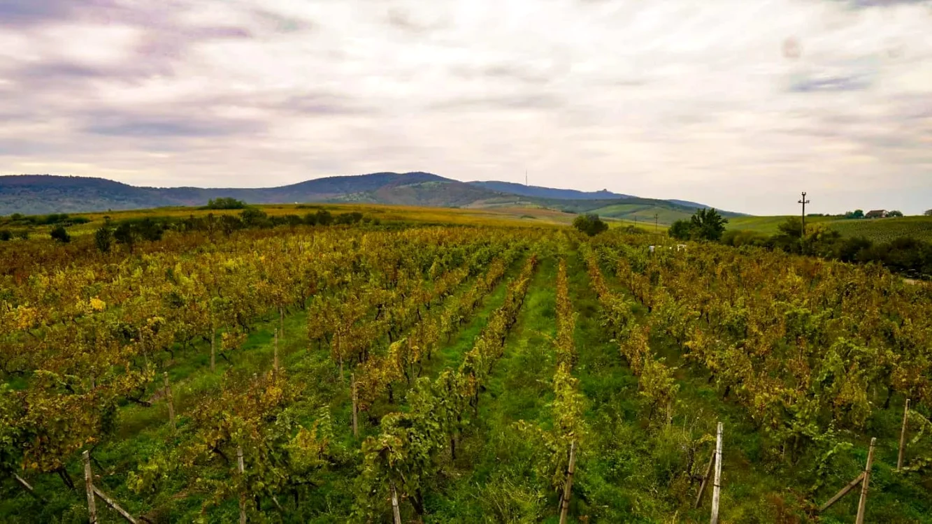 La Arad se produce vin de calitate FOTO George Țucudean 