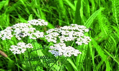 1 75861 original jpg jpeg