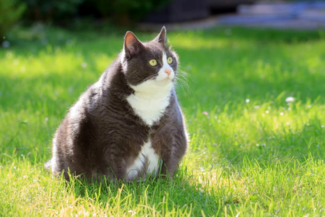 Multe pisici sunt supraponderale sau obeze / foto: IStock