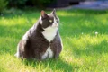pisica grasa istock jpg