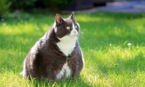 pisica grasa istock jpg