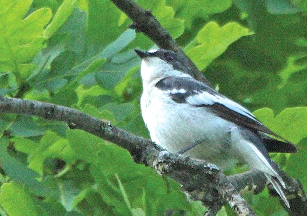 
    Fauna şi flora ţării s-au înmulţit cu trei noi specii. Care e importanţa lor  