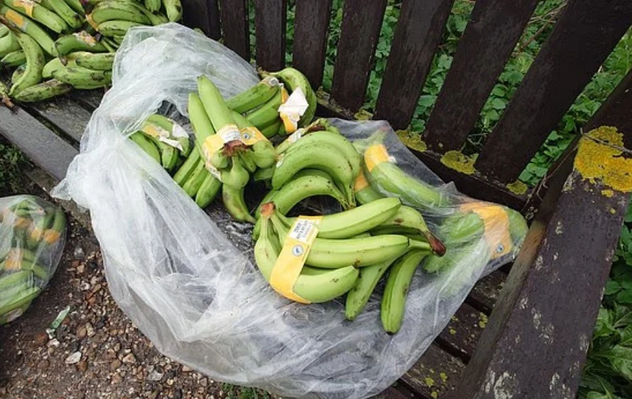 O plajă acoperită cu banane, după ce 16 containere s-au prăbușit în mare. De ce nu sunt bune pentru consum