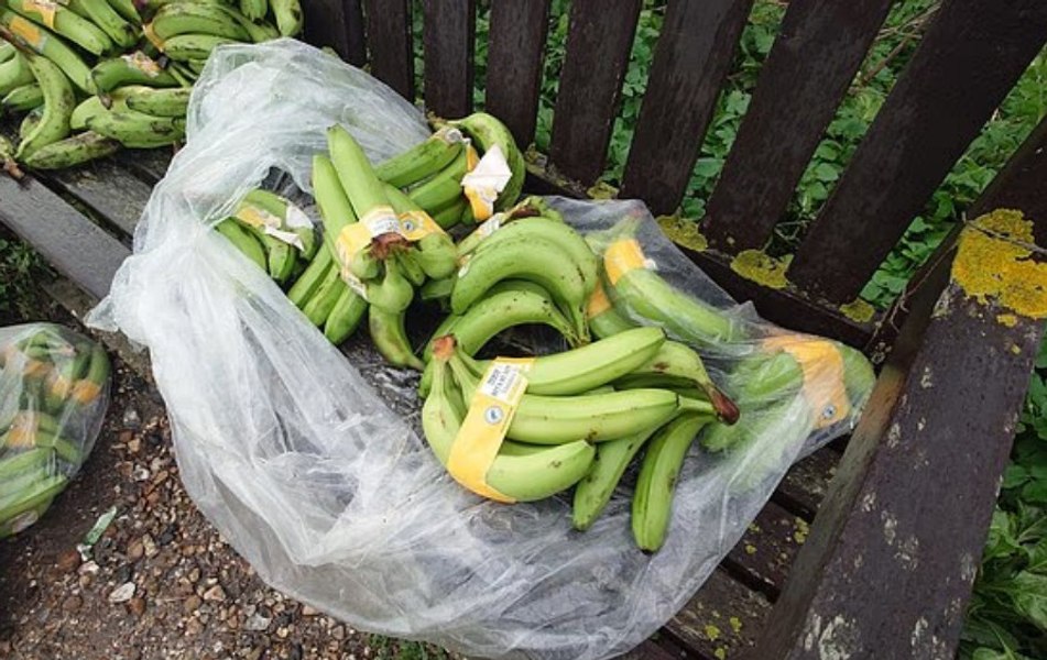 O plajă acoperită cu banane, după ce 16 containere s-au prăbușit în mare. De ce nu sunt bune pentru consum