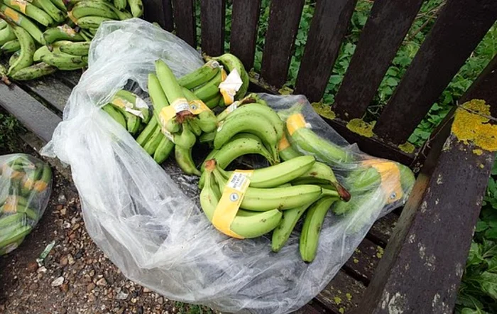 Bananele sunt contaminate FOTO: x