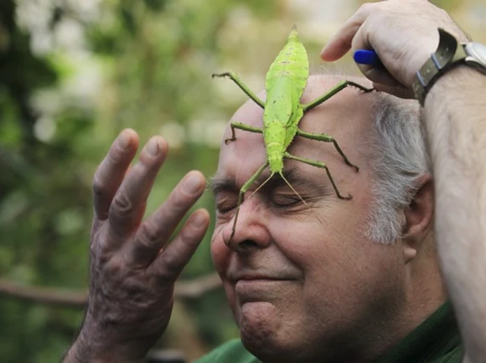 
    Un zoolog pozează cu una dintre cele mai mari insecte din lume (Heteropteryx dilatata)  