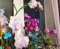 Imagine realizată cu Xiaomi Redmi Note 14 Pro 5G - orhidee în geam Foto Daciana Stoica pentru Adevărul