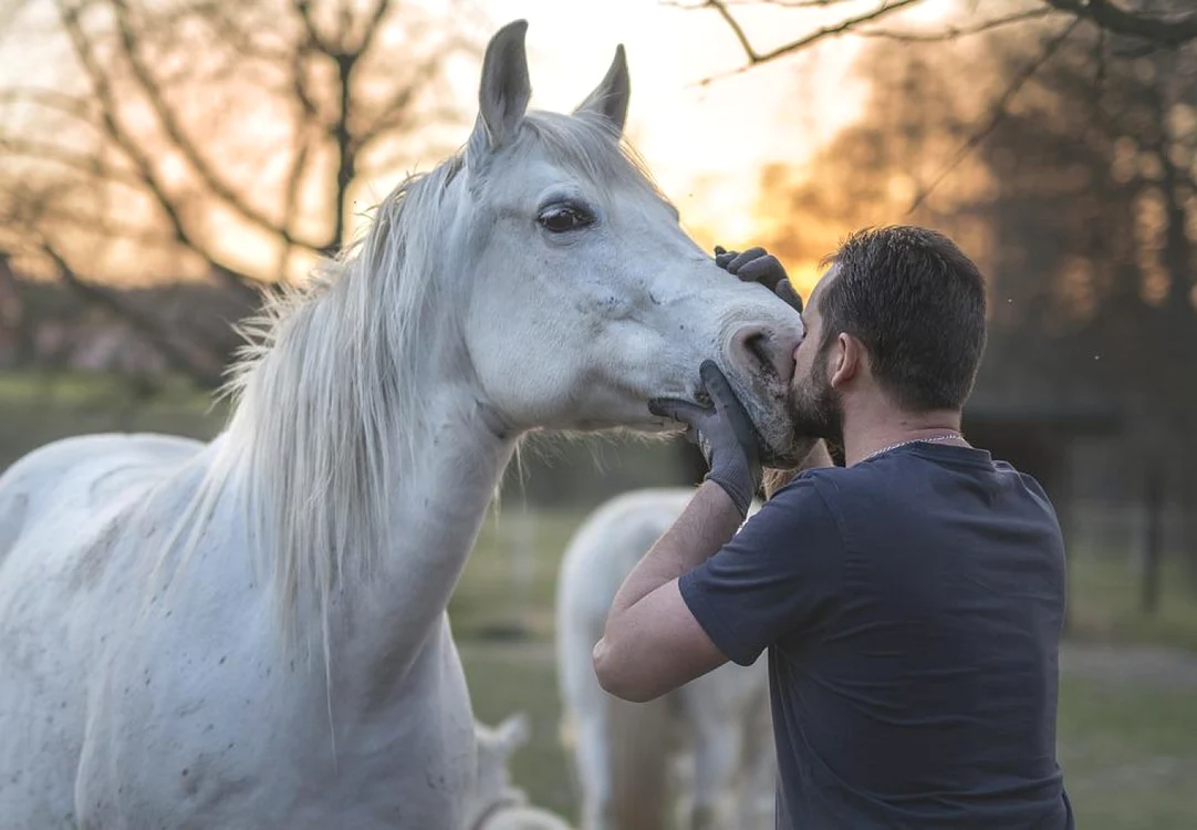Va constitui infracţiune şi se va pedepsi cu închisoare de la 2 la 7 ani uciderea animalelor, cu intenţie, fără drept; Foto Pixabay