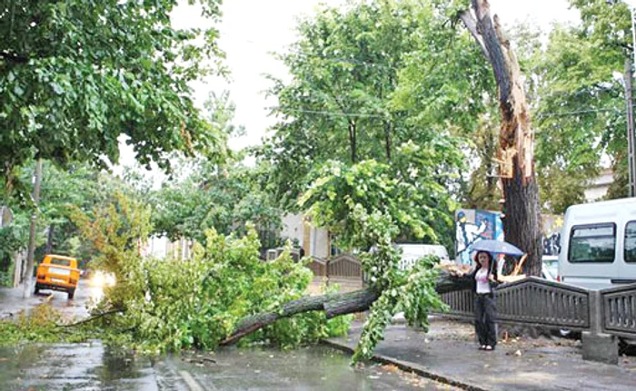 
    Copacii doborâţi de vânt au avariat 6 maşini  
