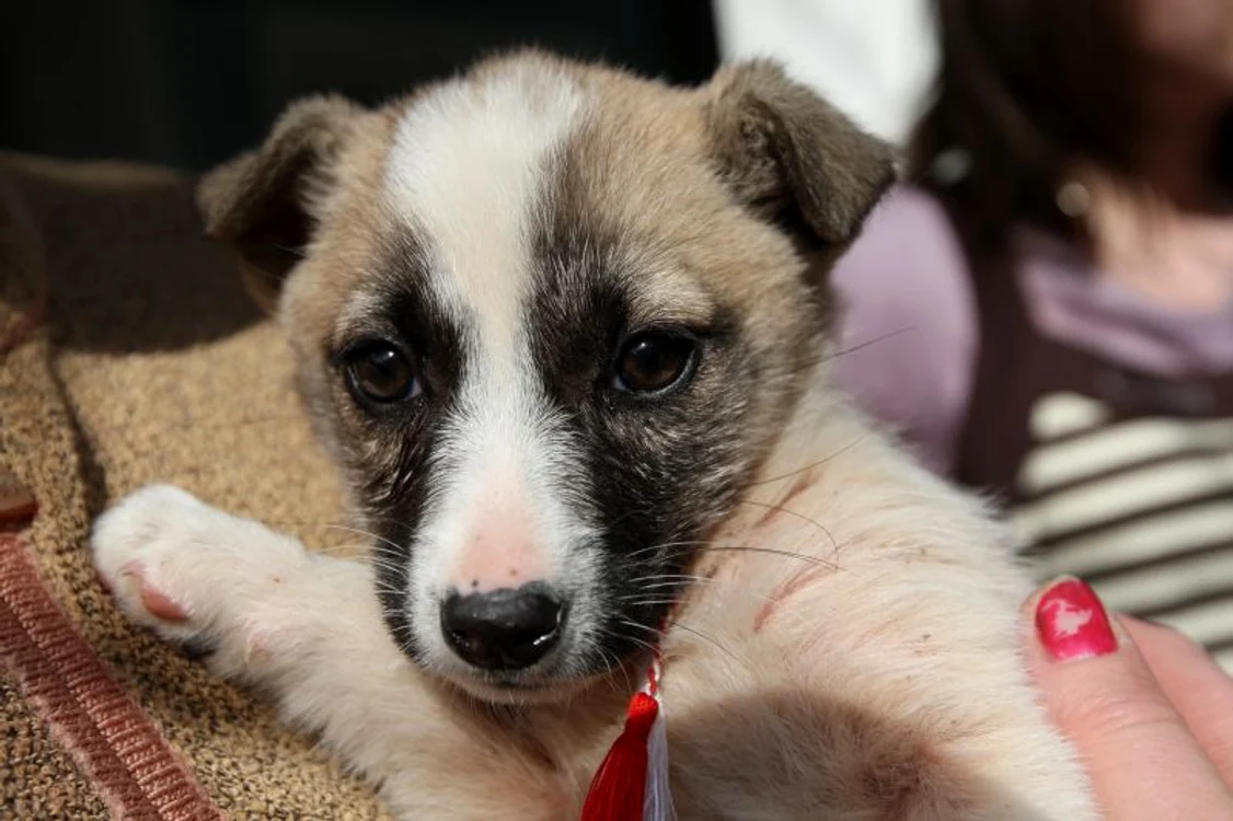 Braşov: Căţeluşa Lolita a fost adoptată