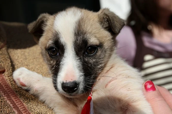 Braşov: Căţeluşa Lolita a fost adoptată