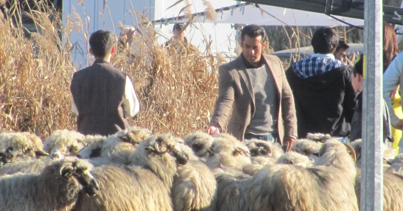 Actorul a filmat al[turi de 70 de oi, la Sibiu - Fotografii Ramona Găină