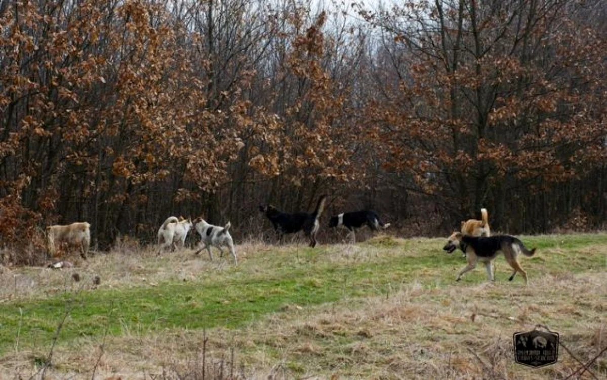 Câini sălbăticiţi în zona Reşiţei FOTO WILD CS