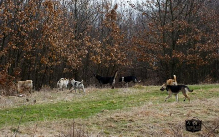 Câini sălbăticiţi în zona Reşiţei FOTO WILD CS