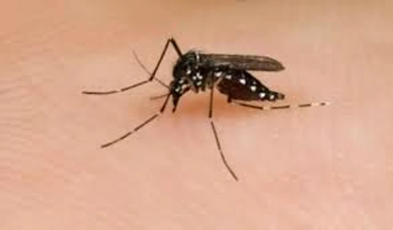 țânțar