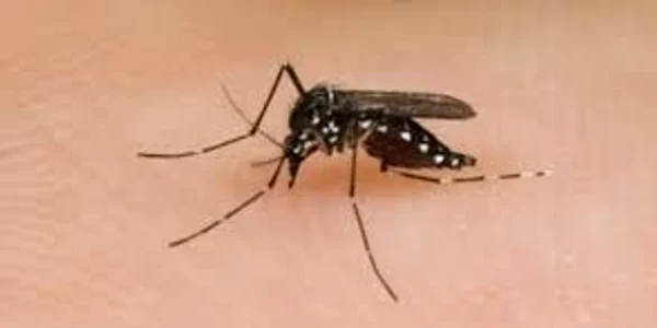 tantari jpeg