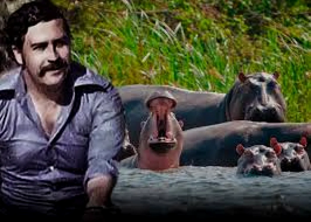 hipopotami pablo escobar