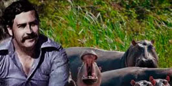 hipopotami pablo escobar