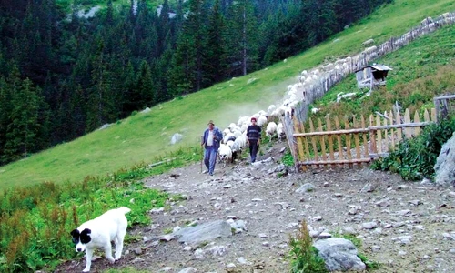 1 52260 original jpg jpeg