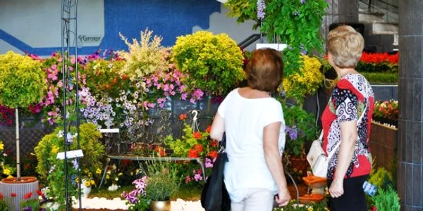 expozitie flori Galati 1