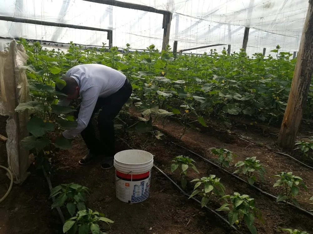 Deşi agricultorii lucrează zi-lumină în plin sezon, cei mai mulţi nu au contract şi nici nu contribuie pentru pensie FOTO: arhiva Adevărul