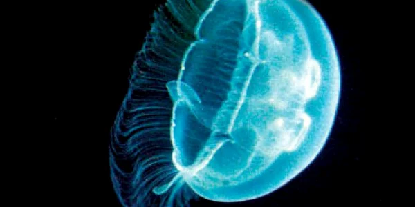 Invazie de meduze veninoase în Marea Neagră