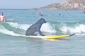 foto 1   caine surfjpg jpg