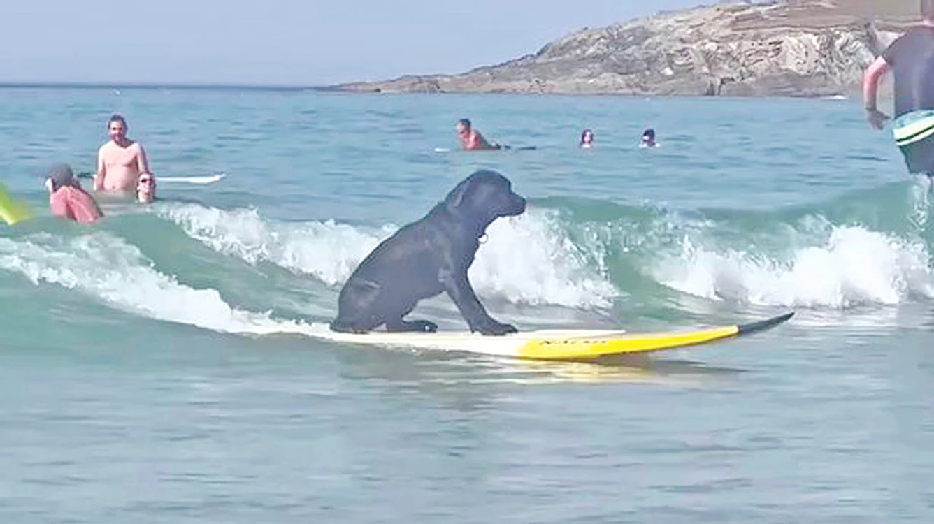 Acest labrador  ştie să se dea profi  cu placa de surf